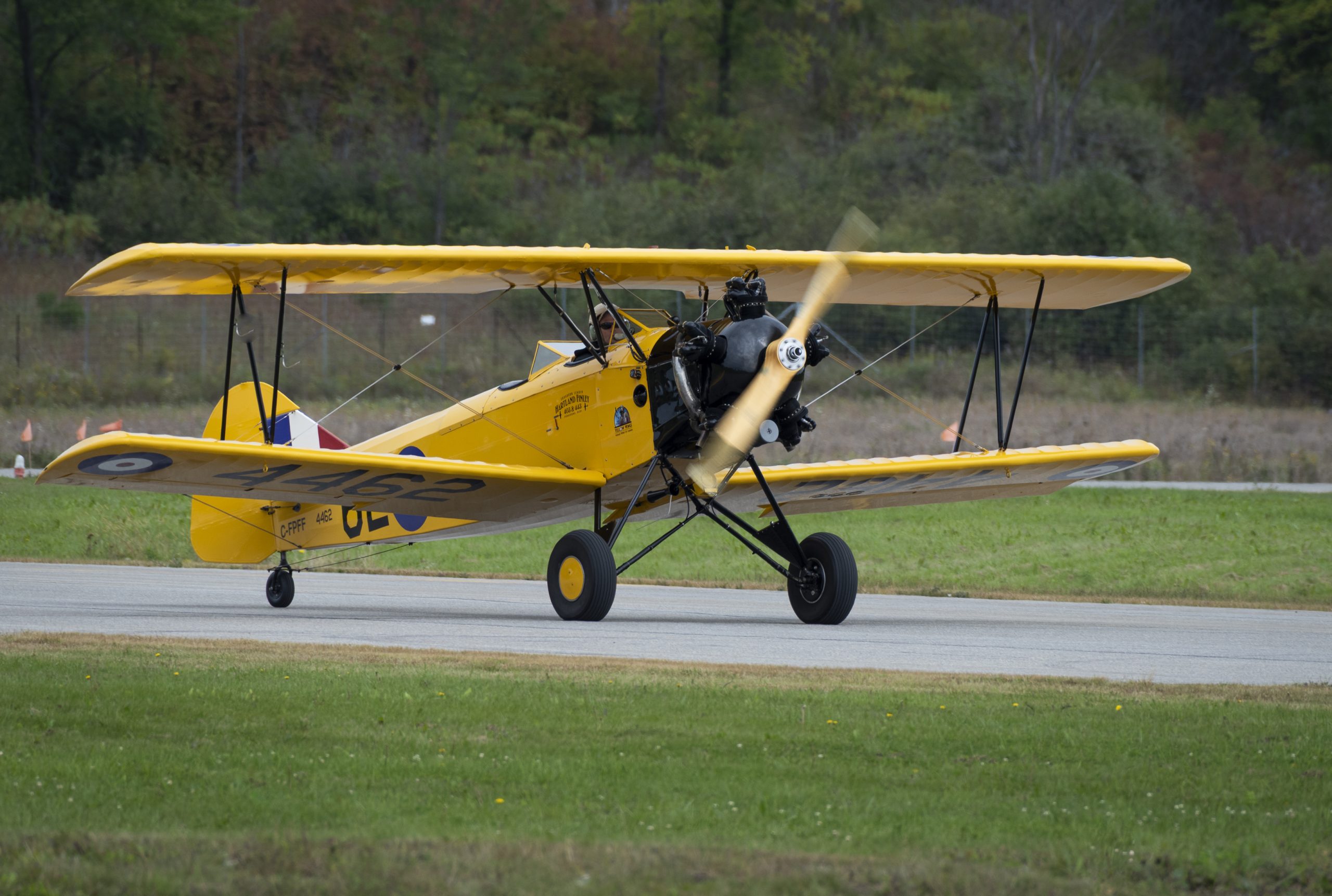Fleet Finch